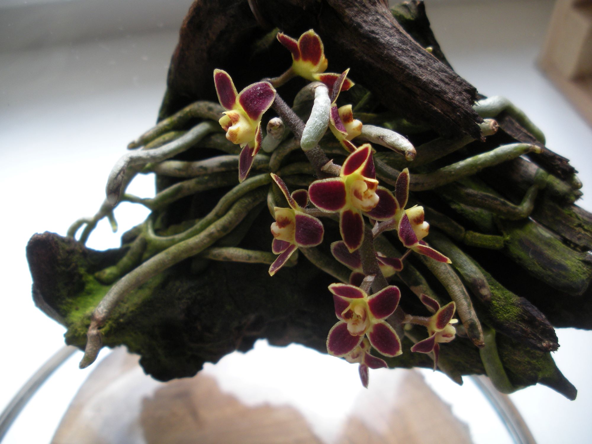 Chiloschista lunifera1.JPG