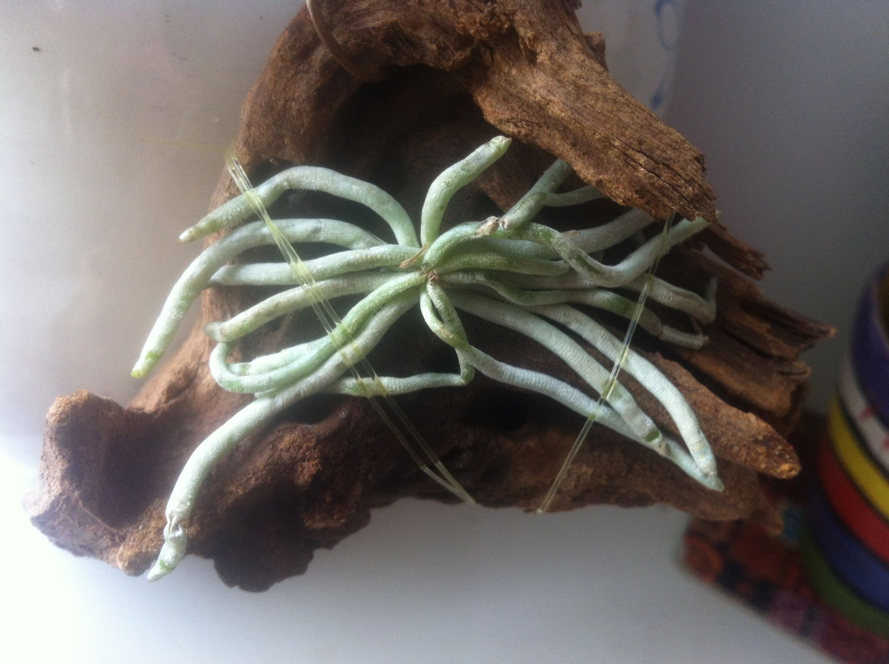 Chiloschista lunifera3.JPG