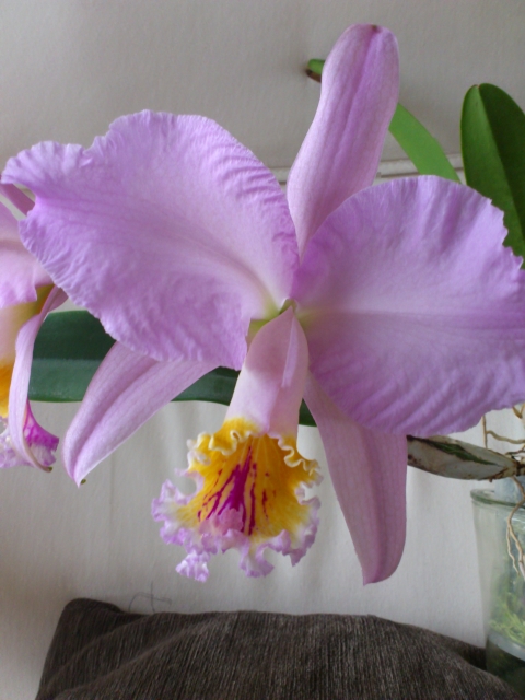 Cattleya mossiae2.jpg
