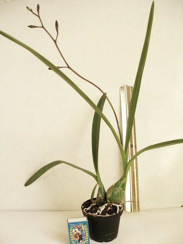 Encyclia_cordigera_O-M_20130419.jpg