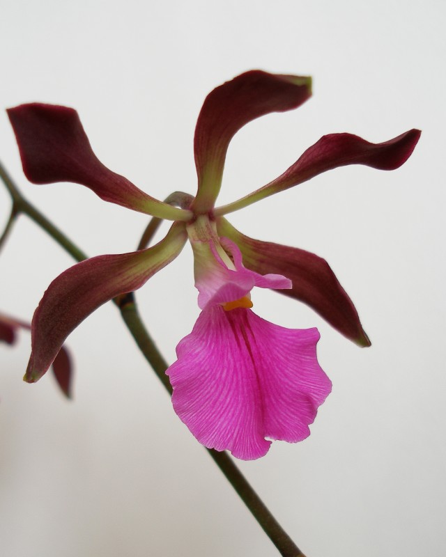 Encyclia_cordigera1.jpg
