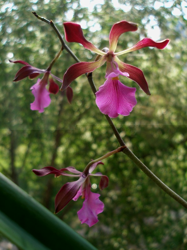 Encyclia_cordigera5.jpg