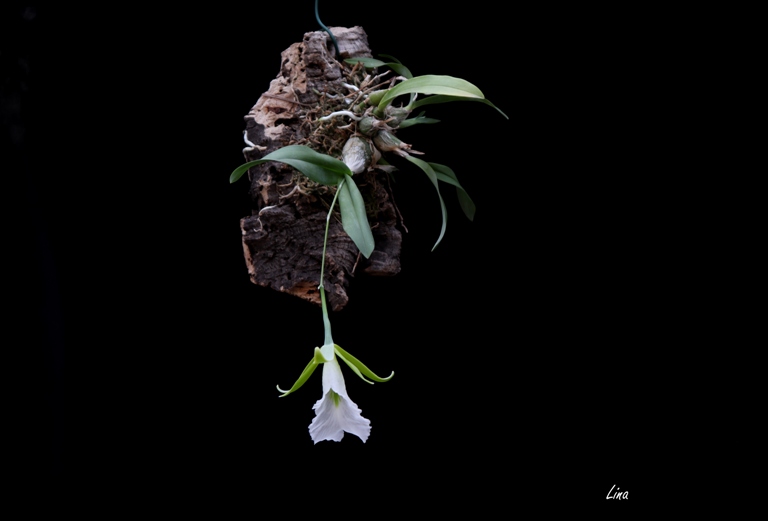 Encyclia mariae'20.06.02.jpg