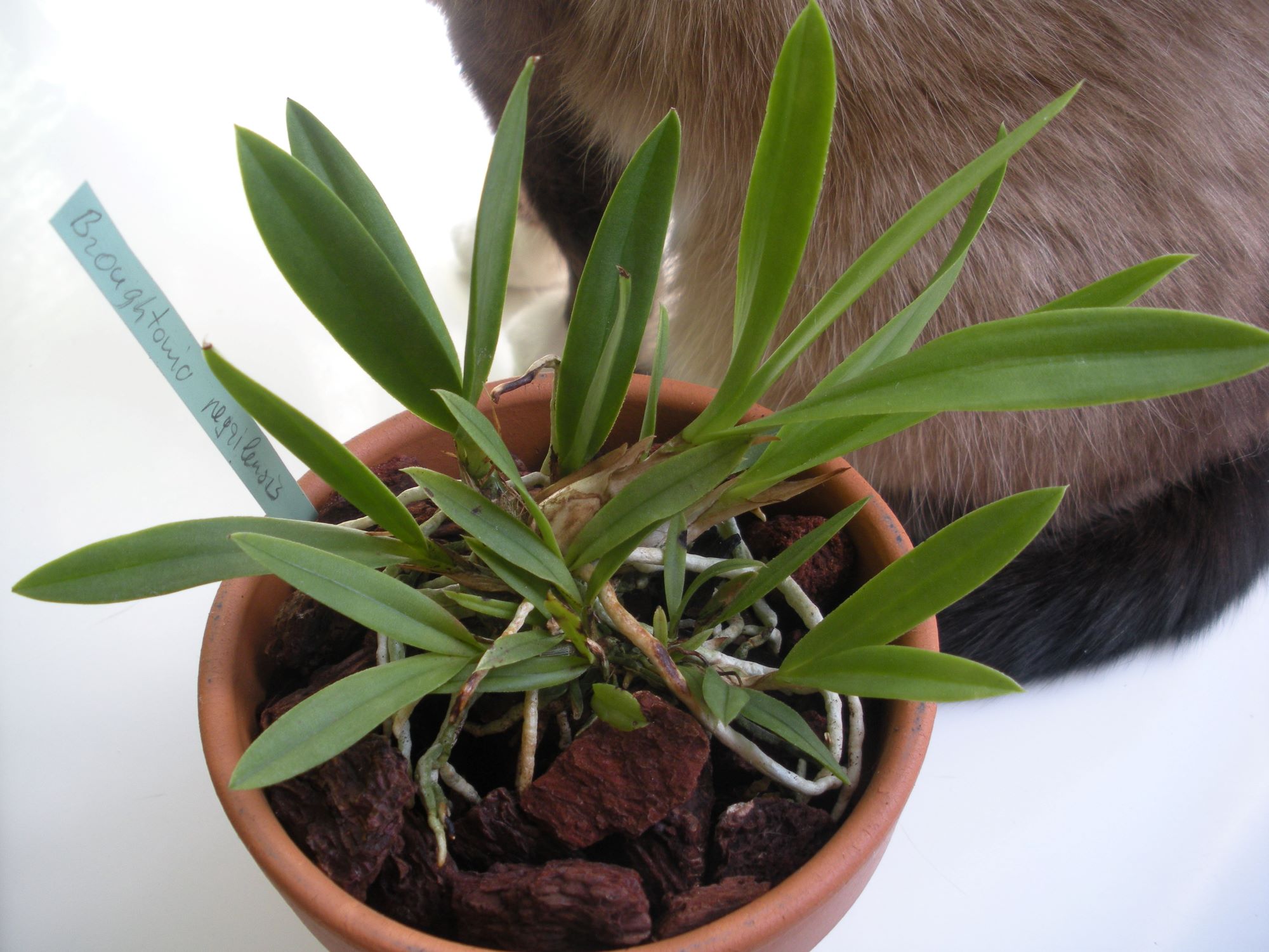 Broughtonia negrilensis2.JPG