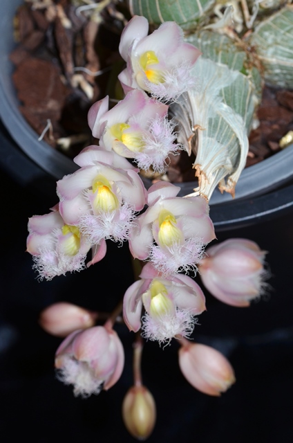 DSC_0779a.jpg