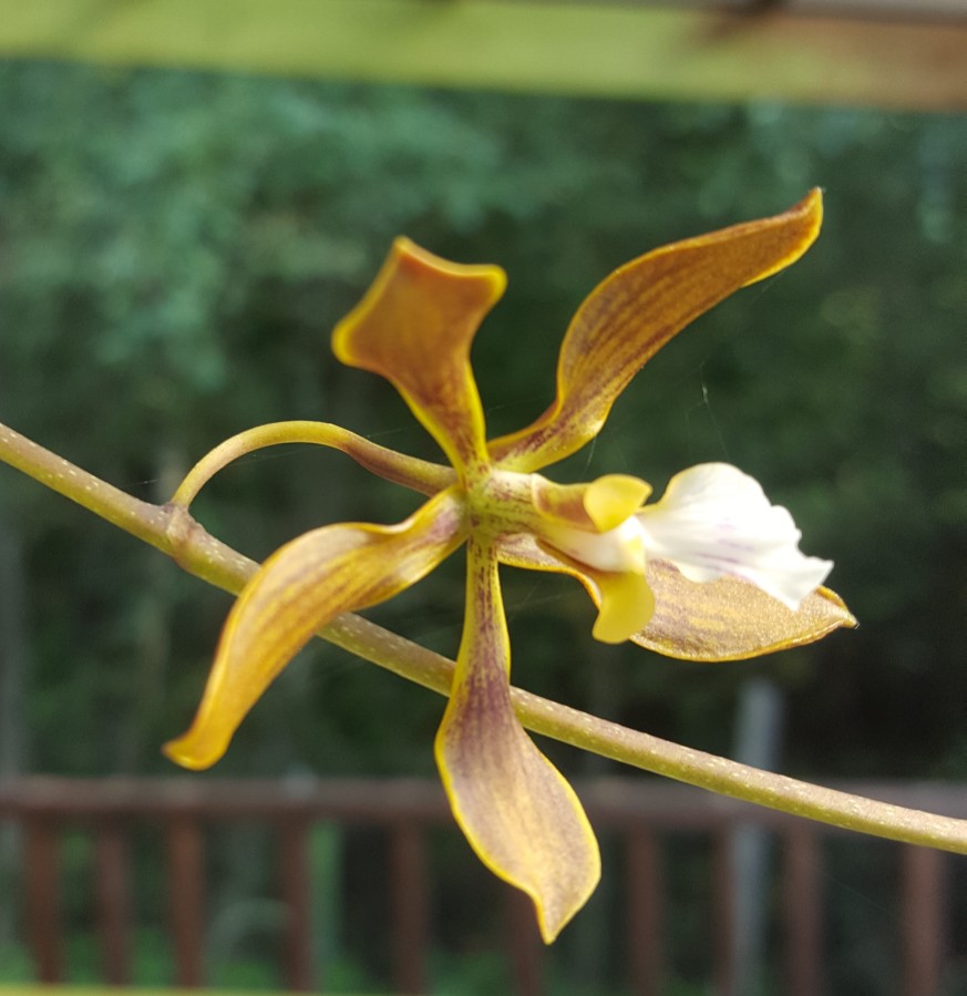 Encyclia tampensis 2.jpg