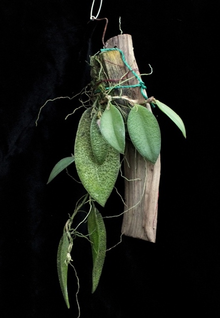 Pleurothallis melanochthoda'16.09.13 bud..jpg