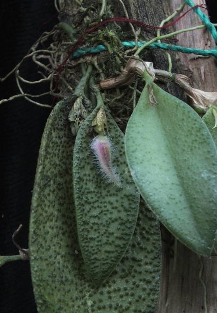 Pleurothallis melanochthoda'16.09.13 bud.jpg