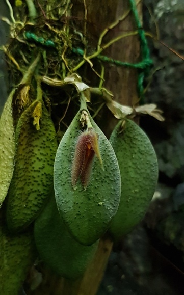 Pleurothallis melanochthoda'18.08.jpg