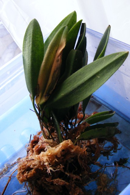 Dresslerella caesariata atkeliavusi.JPG