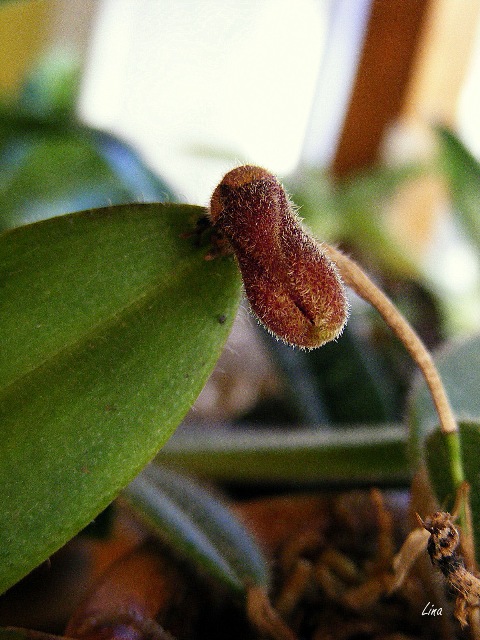 Dresslerella caesariata'15.jpg