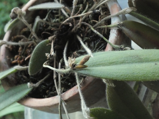 Dresslerella caesariata'16.09.13 uds.jpg