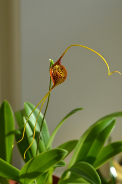 DSC_0494b.jpg