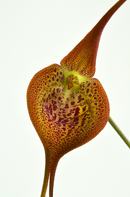 DSC_0614a.jpg