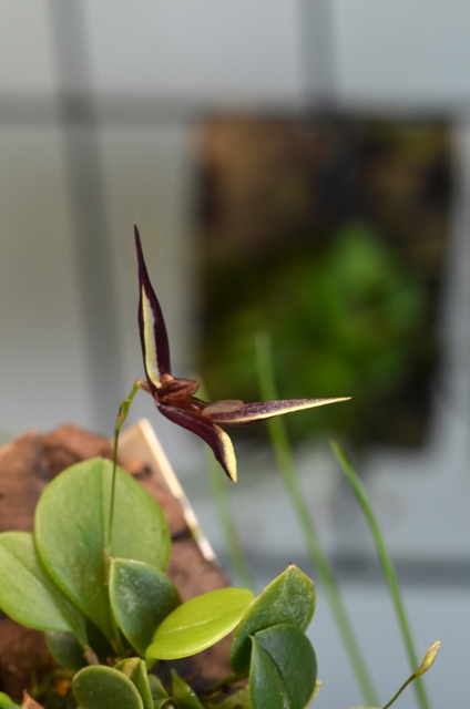 DSC_1104a.jpg