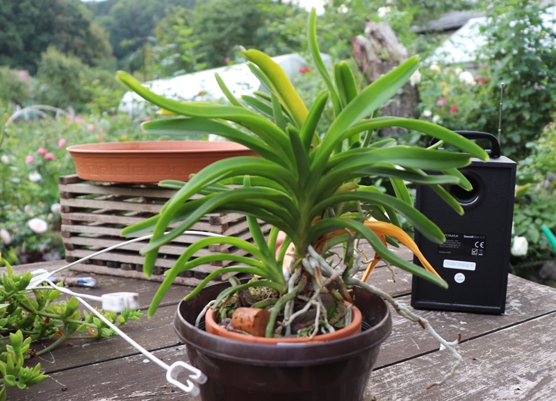 vanda roeblingiana'19 (1).JPG