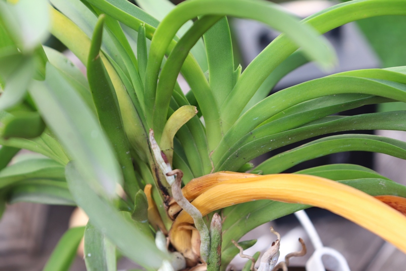 vanda roeblingiana'19 (5).JPG