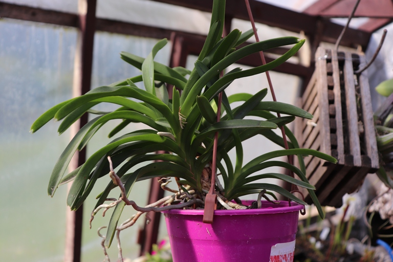 Vanda roeblingiana'20 (1).JPG