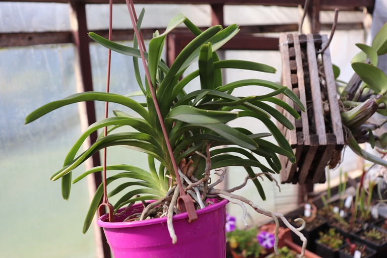 Vanda roeblingiana'20 (2).JPG