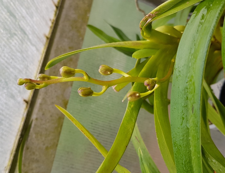 Vanda roeblingiana (3).jpg