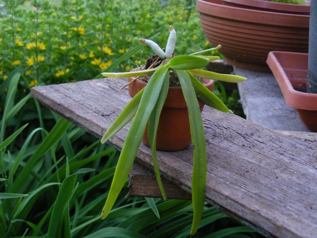 Vanda tessellata'18.JPG