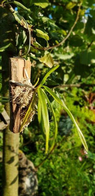 Vanda testacea..jpg