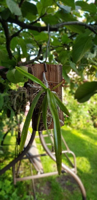 Vanda testacea.jpg