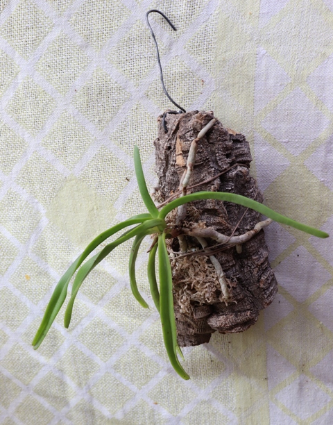 Vanda testacea.JPG