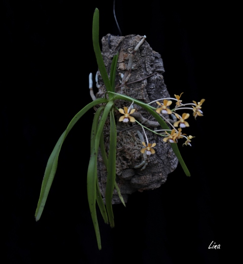 Vanda testacea'20.06..jpg