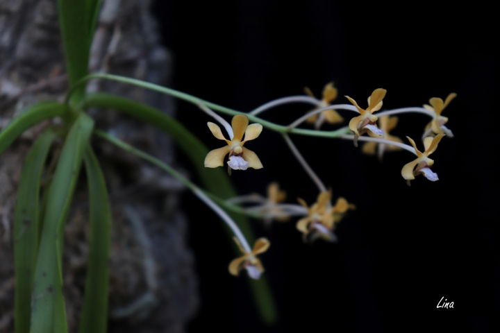 Vanda testacea'20.06.jpg
