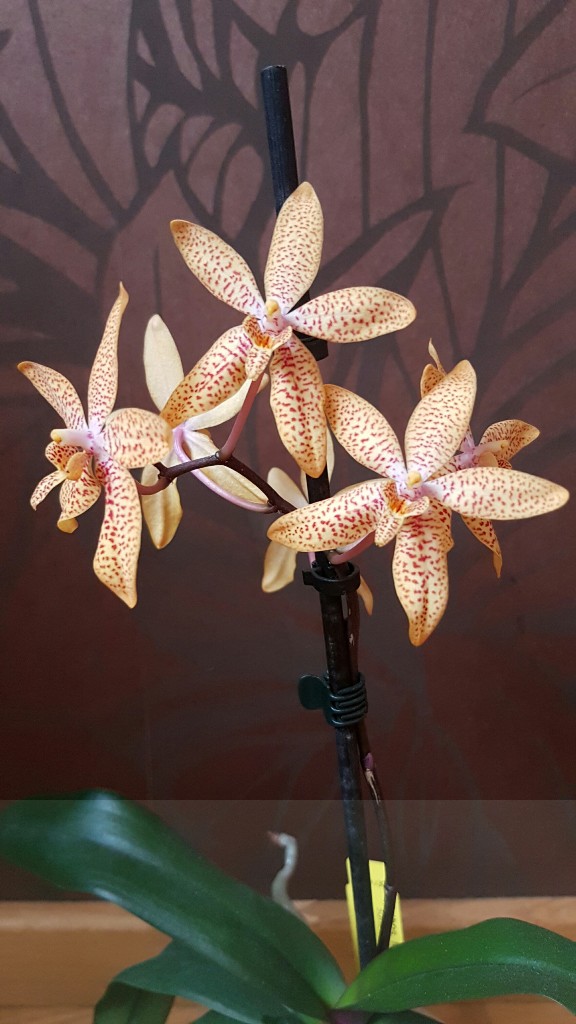 Renanthopsis Mildred Jameson.JPG