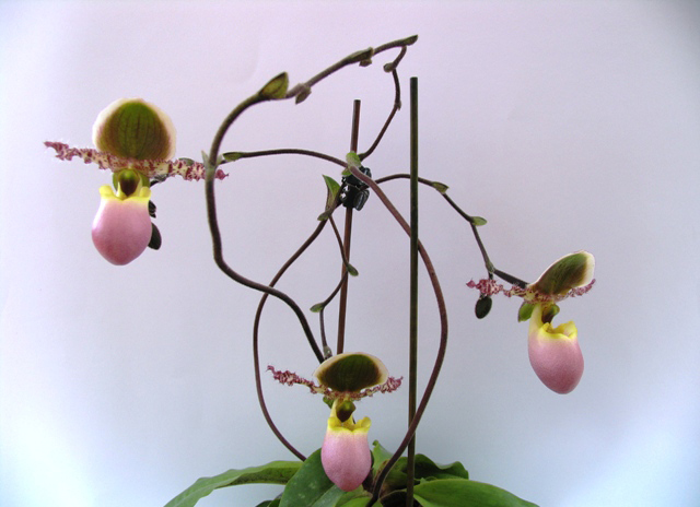 Paphiopedilum Pinocchio. Autorius - uranija.JPG