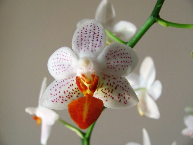 Phal.Mini Mark.jpg