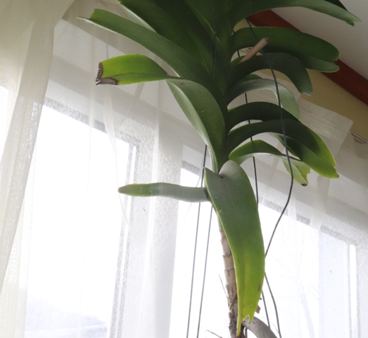 Vanda coerulea 'blue'19 (1).JPG