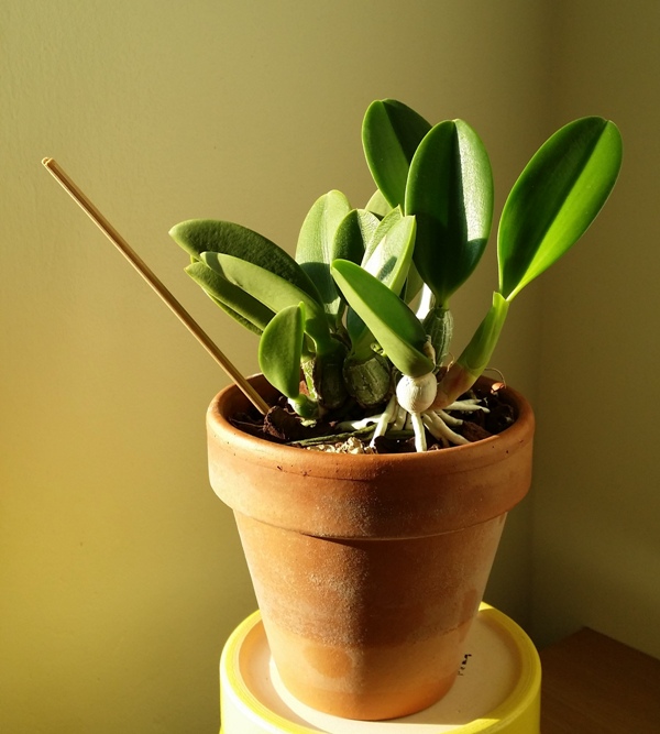 Laelia sincorana 2014-02-28.jpg