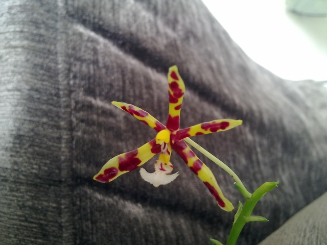 phal mannii 019.jpg