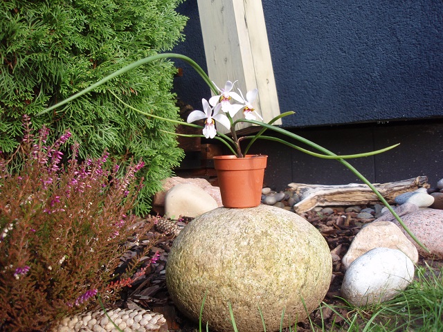 holcoglossum wangii.jpg