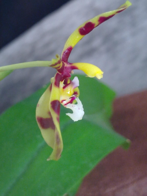 phal_mannii 029.jpg