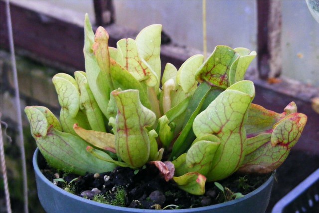DSCF0114.JPG