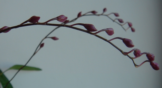 DSC09980.JPG