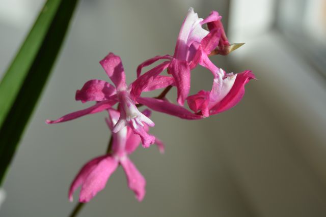 DSC_0666.JPG