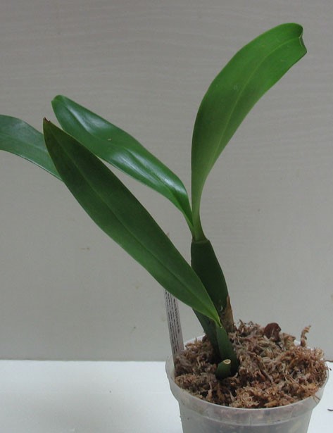 Baptistonia echinata (1) copy.jpg