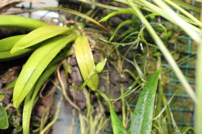 Trichocentrum tigrinum.JPG
