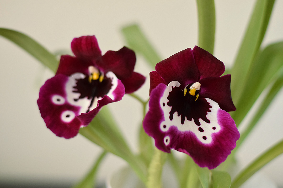 miltonia.jpg