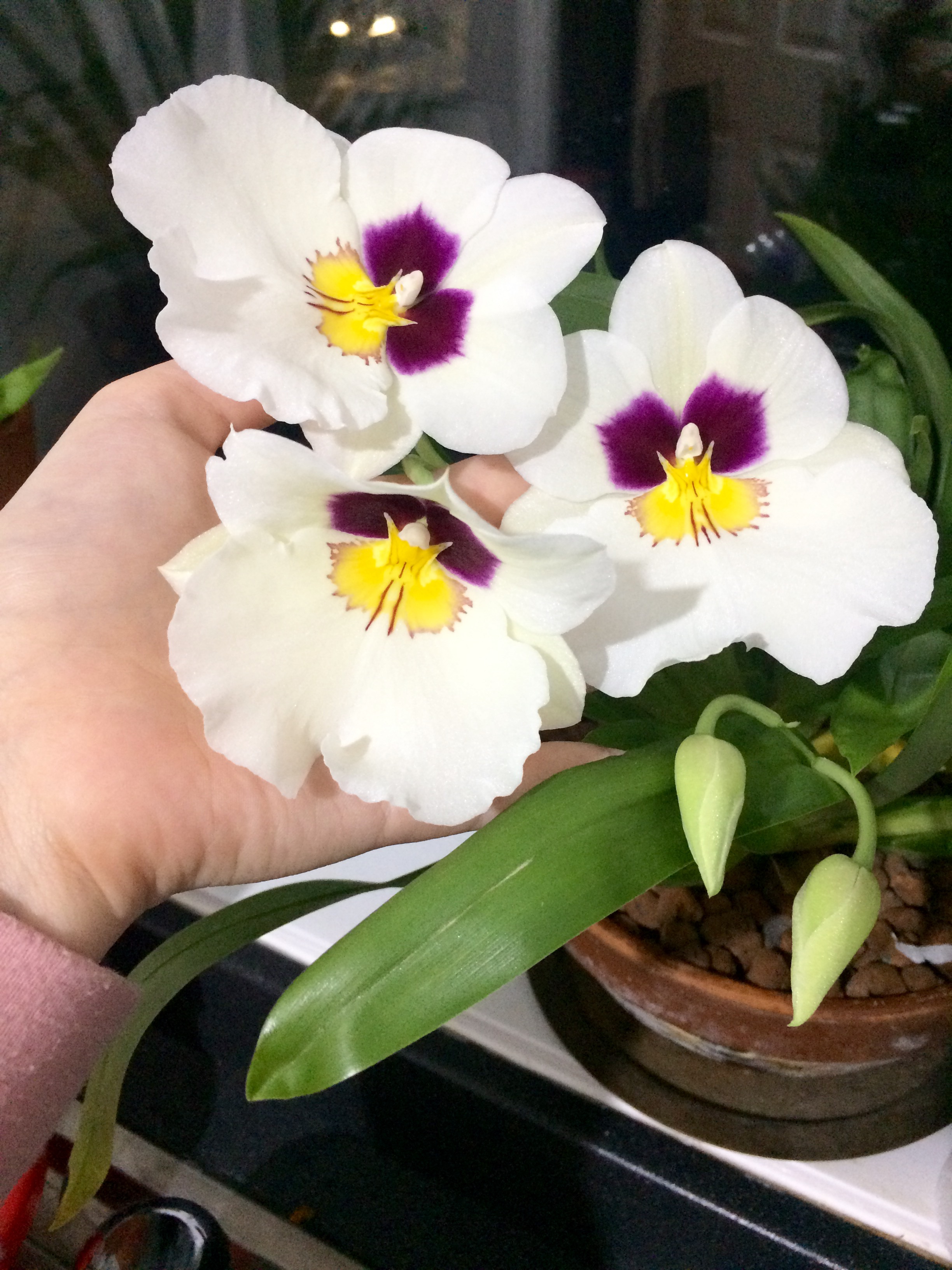 IMG_1199.JPG