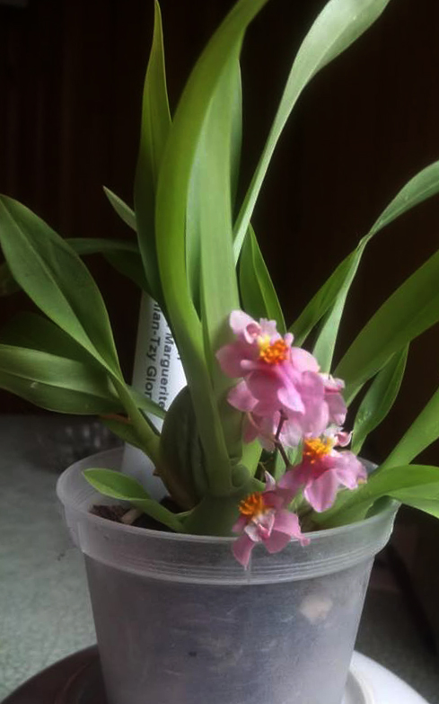 oncidium.jpg