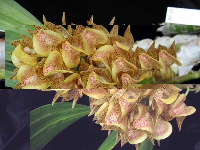 Mormodes2 014.2.JPG