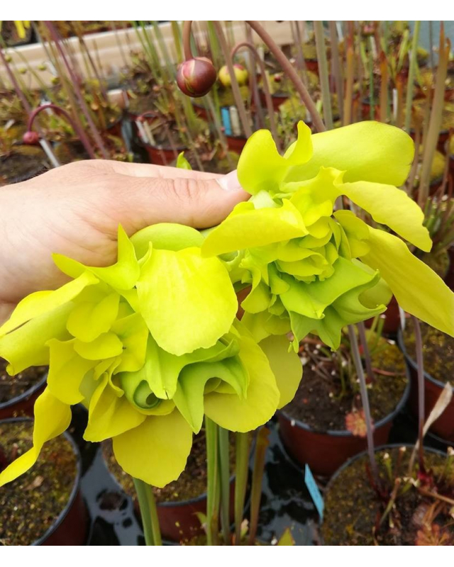 sx48-s-citron-x-sfo01-s-flava-var-ornata-mutant-flower.jpg
