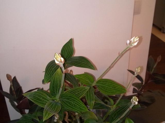 ludisia 20111119.jpg