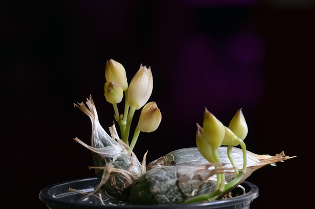 DSC_0251a.jpg